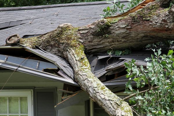 Cost of Storm Remediation in Kennesaw